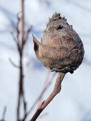 Rabdophaga strobiloides