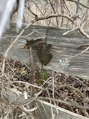 Bignonia capreolata