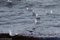 Larus glaucoides