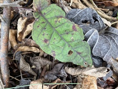 Bignonia capreolata