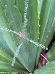 Argiope