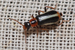 Attalus limbatus
