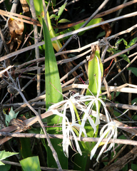 Crinum americanum