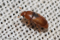 Meligethinus pallidulus