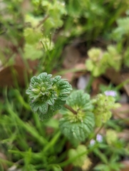 Lamium amplexicaule