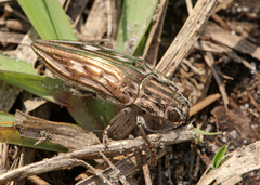 Chalcophora georgiana