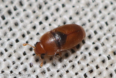 Meligethinus pallidulus