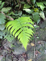 Pleocnemia irregularis