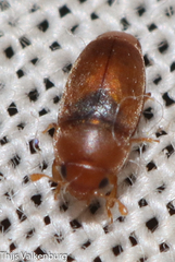 Meligethinus pallidulus