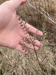 Perilla frutescens