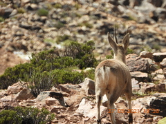 Hippocamelus antisensis