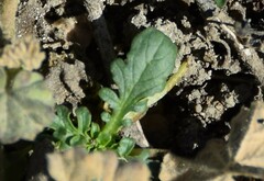 Centranthus calcitrapae