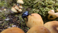 Anoplotrupes stercorosus