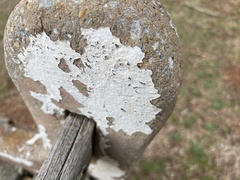 Phlyctis petraea