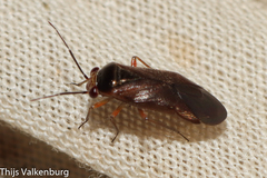 Strongylocoris cicadifrons