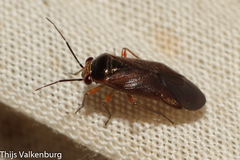 Strongylocoris cicadifrons