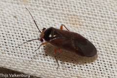 Strongylocoris cicadifrons