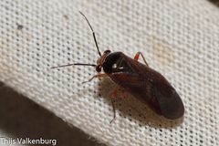 Strongylocoris cicadifrons