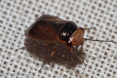 Strongylocoris cicadifrons