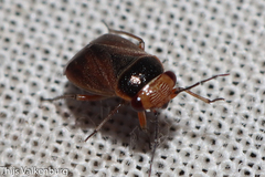 Strongylocoris cicadifrons