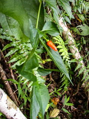 Capsicum frutescens