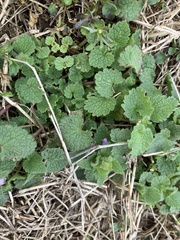 Lamium purpureum