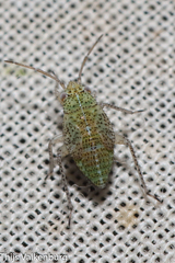 Phylinae