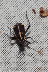 Capsodes sulcatus
