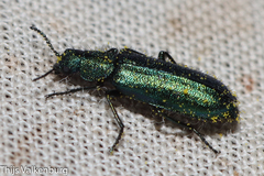 Psilothrix viridicoerulea