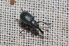 Mesauletobius pubescens