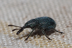 Mesauletobius pubescens