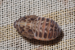 Achilidae