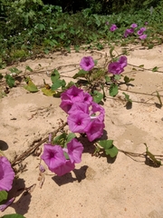 Ipomoea asarifolia