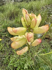 Astragalus trichopodus