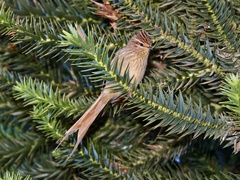 Leptasthenura striolata