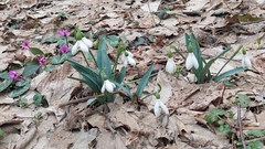 Galanthus alpinus