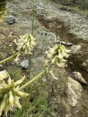 Astragalus trichopodus
