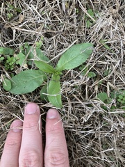 Lactuca virosa