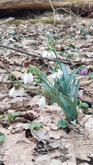 Galanthus alpinus