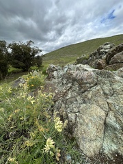 Astragalus trichopodus