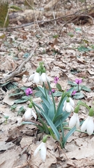 Galanthus alpinus