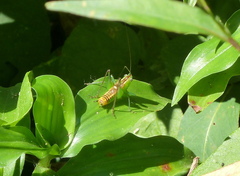 Conocephalus ochrotelus