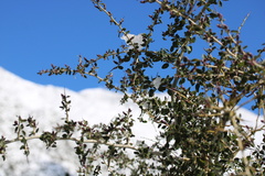 Ceanothus leucodermis