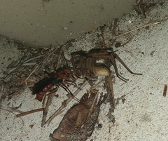 Tachypompilus ferrugineus