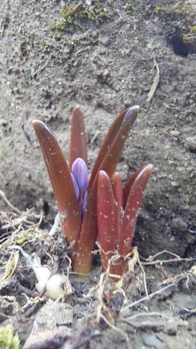 Scilla bifolia
