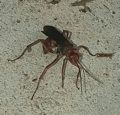 Tachypompilus ferrugineus