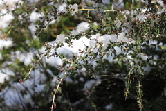 Ceanothus leucodermis