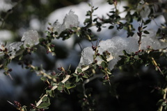 Ceanothus leucodermis