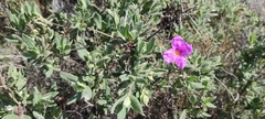 Cistus albidus