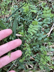 Vicia sativa